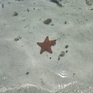 estrellas de mar,