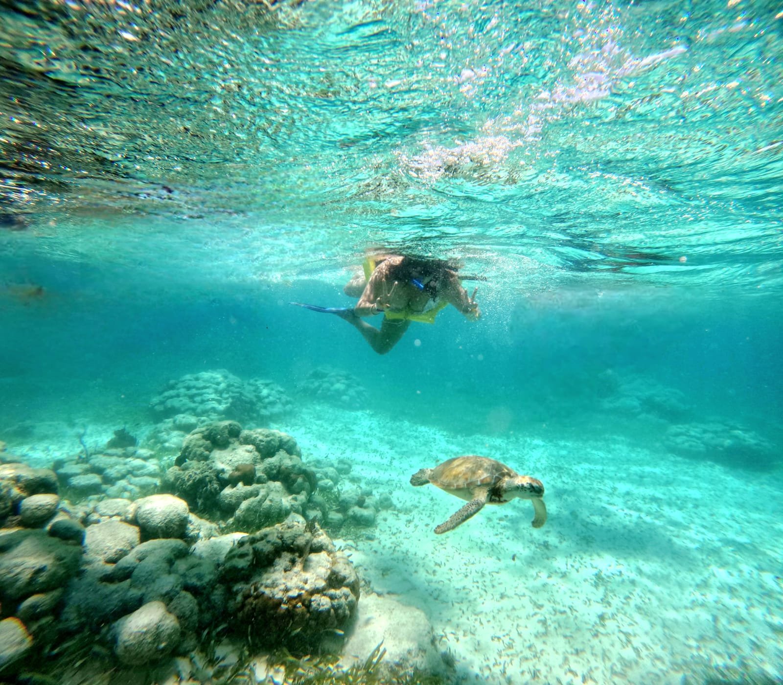 Snorkeler nadando junto a tortuga marina sobre arrecife de coral en Caye Caulker