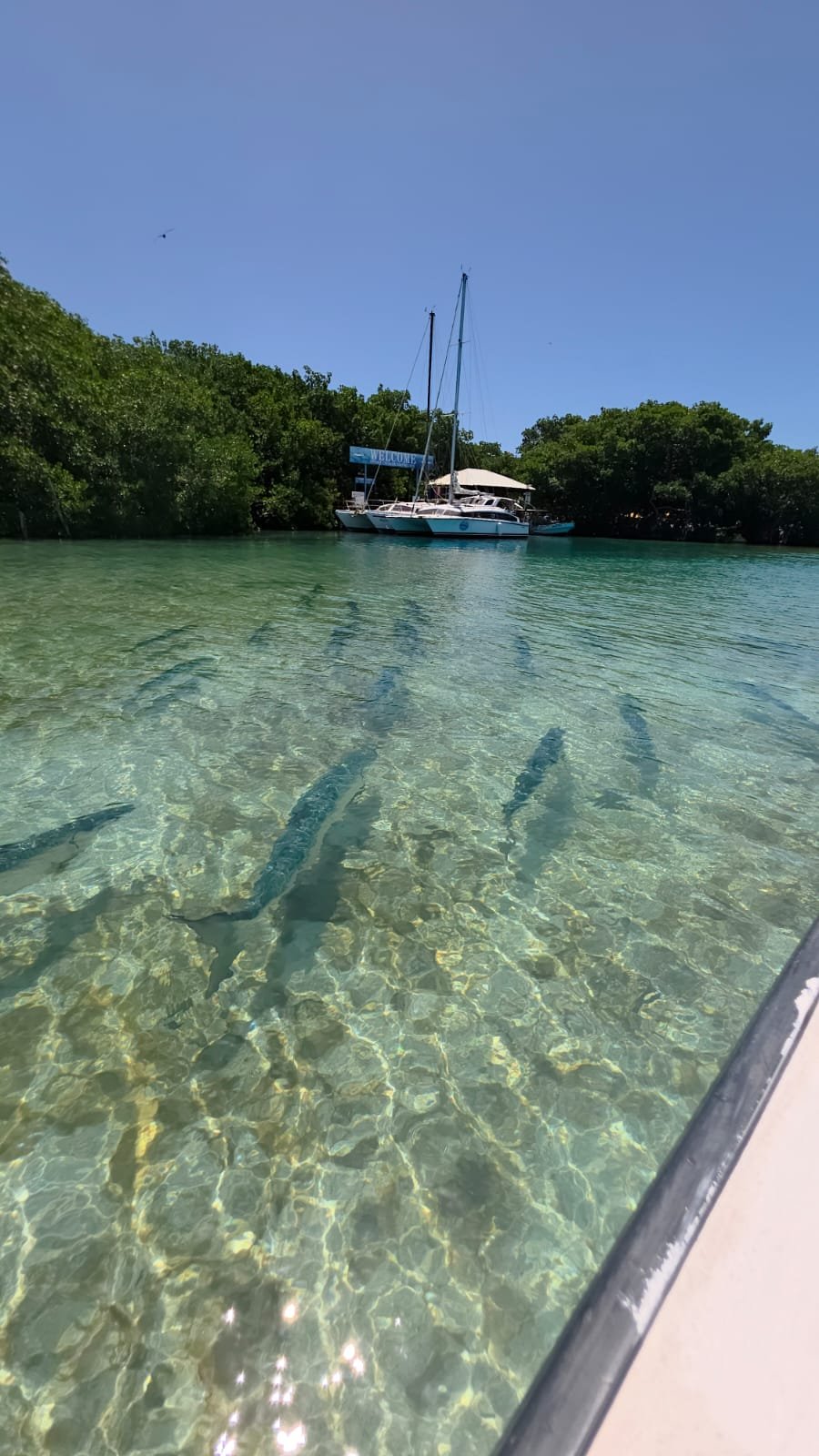 Tiburones nodriza nadando entre los manglares de Caye Caulker, Belice