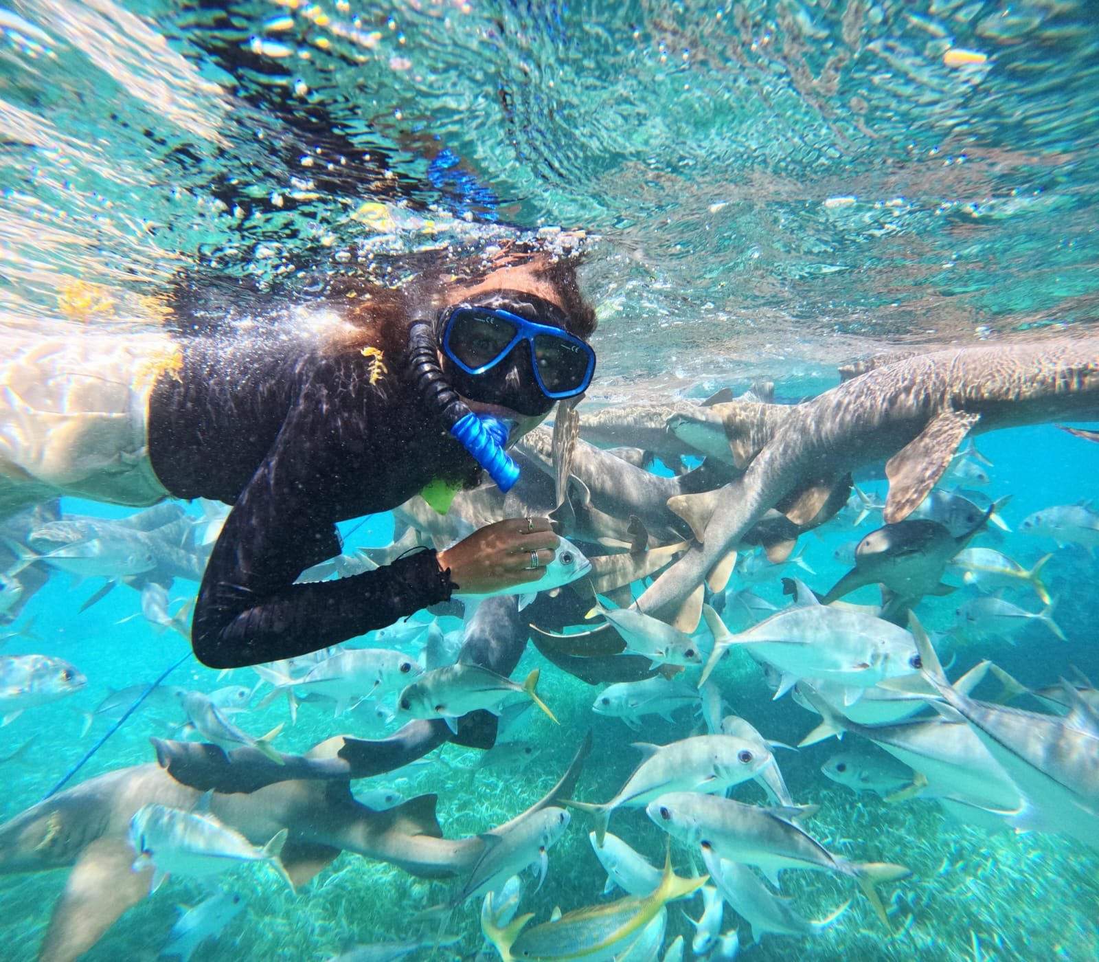 Snorkeler nadando de cerca con tiburones nodriza en el arrecife de Belice