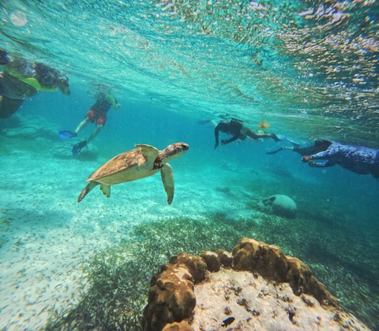 Snorkel con tortuga marina en los Cayos de Belice, tour desde Guatemala