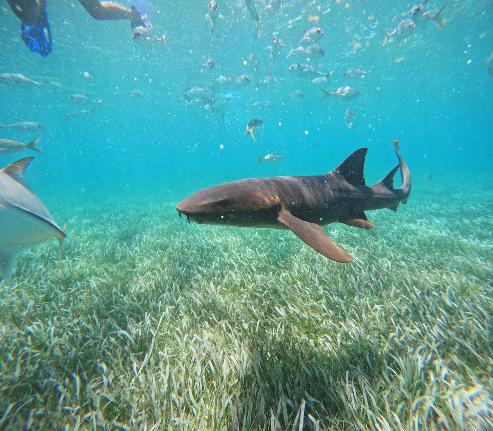 Tiburon nodriza nadando en el arrecife durante snorkel en Belice